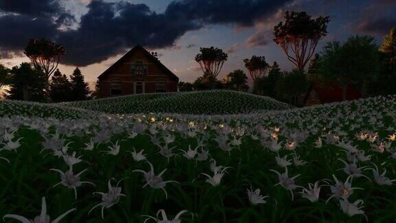 日落时分房子前面有一片白色的百合花