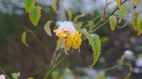 初雪下黄花
