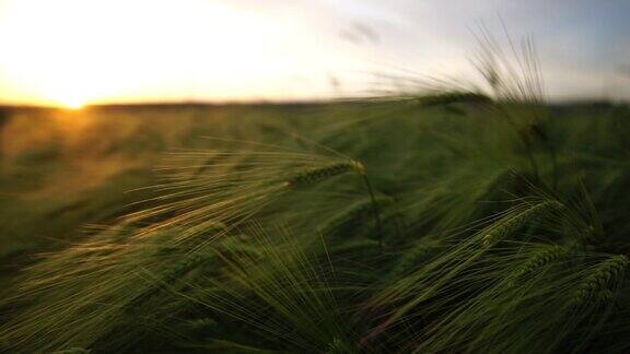 夕阳下的麦田在夕阳的余晖中田野上有绿色的小麦芽春天里有嫩芽小麦种植农业和有机生态食品生产