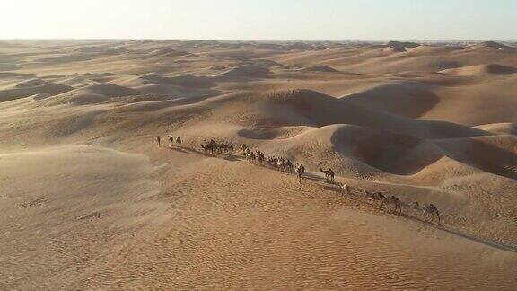 阿拉伯联合酋长国迪拜沙漠骆驼鸟瞰图
