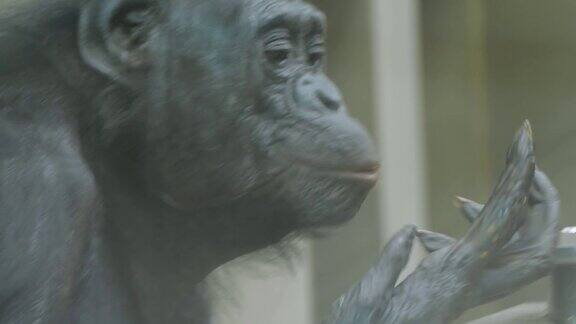 倭黑猩猩的脸舔手指的特写
