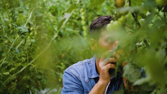 一名男性农民正在他的温室里检查西红柿