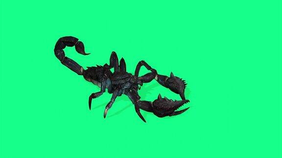 4k动画-森林蝎子在绿色屏幕上的侵略性姿态