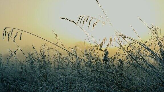 在一个寒冷的冬天早晨的薄雾中
