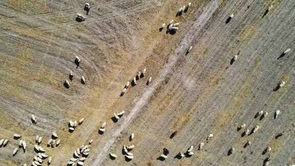 鸟瞰图飞过土耳其的绵羊和乡村