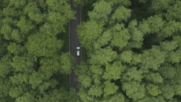 在森林里的乡村道路上开车