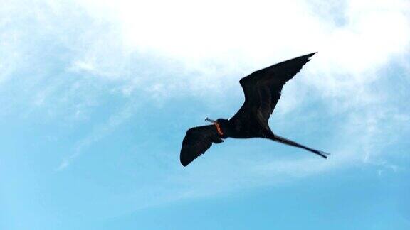 壮观的军舰鸟在加拉戈斯群岛飞行