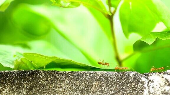 蚂蚁在墙上行走