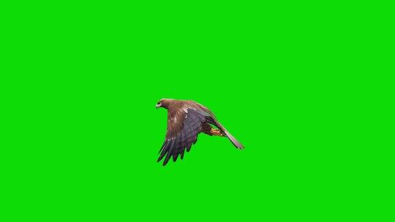 绿色屏幕上的鹰飞的慢动作动画概念动物、野生动物、游戏、返校、3d动画、短视频、电影、卡通、有机、色度键、角色动画、设计元素、可循环