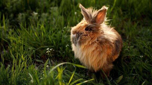 棕毛兔在夕阳下饶有兴趣地研究着草坪上的绿草