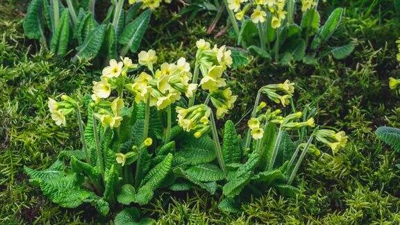 新鲜的春季报春花报春花在绿色苔藓草甸开花快
