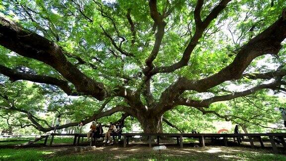 人们在大树下散步泰国北碧府地标