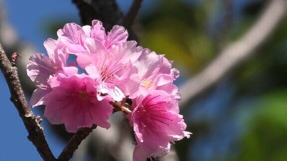 樱花在冲绳那霸的一个公园盛开