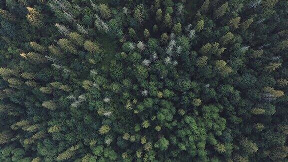 鸟瞰图的木材顶部在一个针叶林