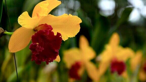 近距离的一个美丽的黄色兰花的花在花园里