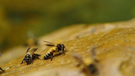 蜜蜂喂养