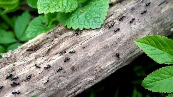 蚂蚁在森林的树枝上行走特写俯视图