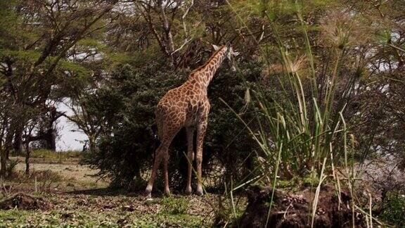 肯尼亚奈瓦沙火山口湖的长颈鹿