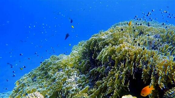 美丽的珊瑚礁上的海底生物和许多热带鱼在红海附近的马萨阿拉姆