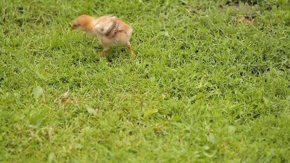 小草上的小鸡