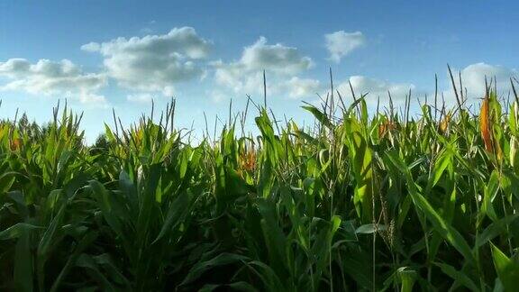 田野里的玉米现代农业
