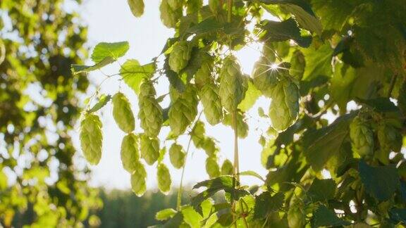 在阳光的照射下啤酒花球果挂在树上