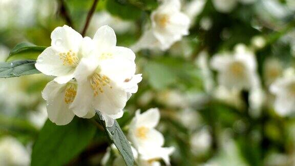 春天白色的茉莉花或茉莉花在微风中摇曳在灌木上