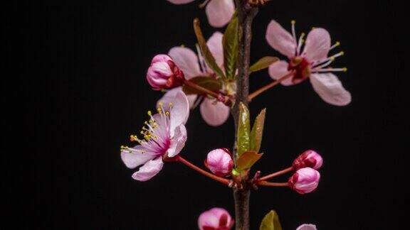 4k时间间隔的一棵梅花在黑色背景上绽放、生长和旋转盛开的小白樱时间以9:16的比例流逝