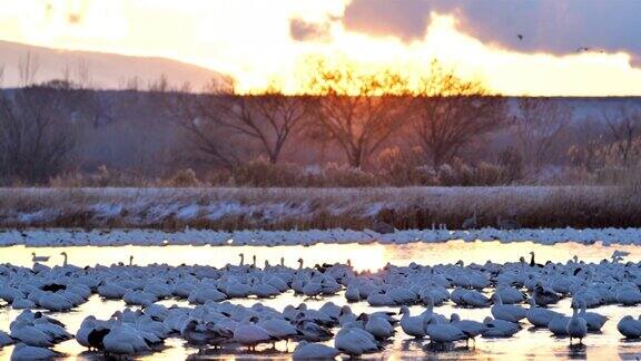 冬天的雪雁:博斯克德尔阿帕奇国家野生动物保护区:新墨西哥州
