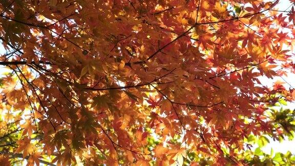 秋叶在风中伴着阳光