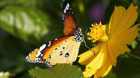 蝴蝶正在吮吸花蜜