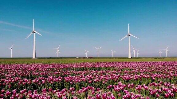 风车公园的涡轮机荷兰的红色郁金香花田风车用鲜花发电绿色能源