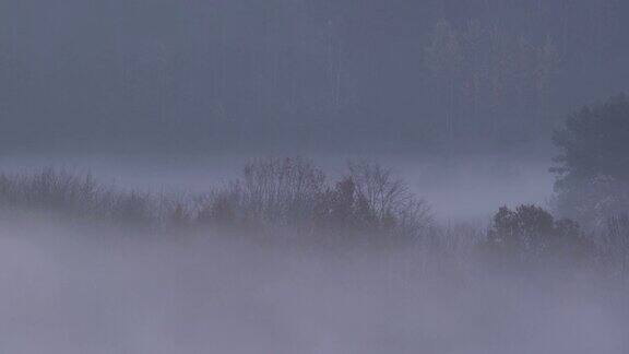 夜幕降临草地上的树木周围低垂着薄雾自然景观的神秘氛围