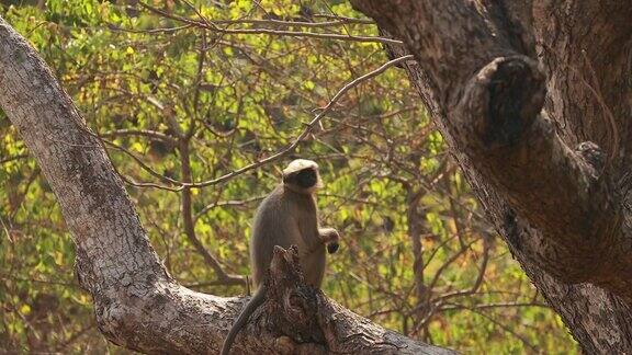 Kanica印度果阿坐在树枝上的灰叶猴