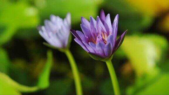 紫睡莲盛开时间久