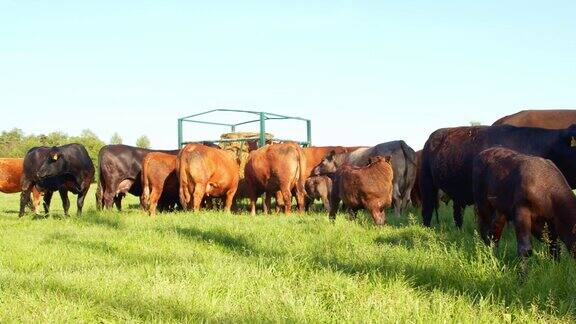 在牧场上吃草的小牛