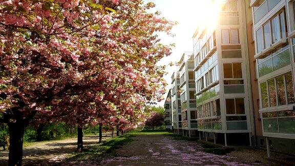 柏林盛开的樱桃树