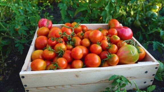 在床上的盒子里收获成熟的西红柿背景是番茄丛