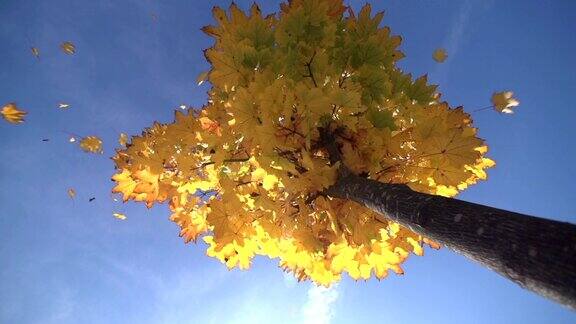 秋天的枫树低角度观