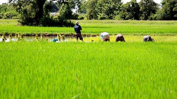 泰国的稻农