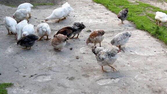 家禽饲养场散养的鸡在啄食饲料