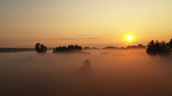 4K在雾中飞过清晨的夏日草地美丽的夏日景观高品质