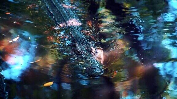 鳄鱼漂浮在丛林的水里