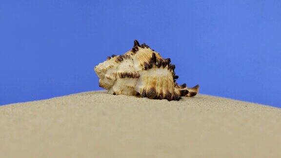 缩放的贝壳躺在沙滩上孤立的