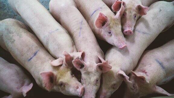 4k视频现场组小猪在工厂化养猪场家畜和家畜