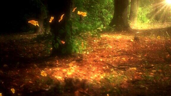 落叶在森林里循环