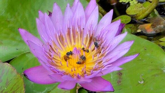 蜜蜂在莲花周围飞舞
