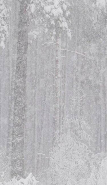 美丽的超差冬季雪针叶林在下雪暴风雪日垂直垂直镜头垂直视频