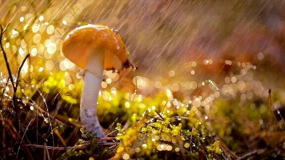 白毒伞飞木耳蘑菇在阳光明媚的雨中