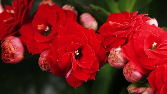 盛开的红花美丽的开放盛开的大花在绿色的叶子背景